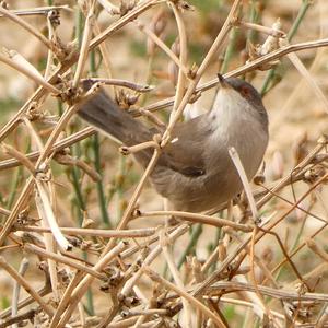 Blackcap