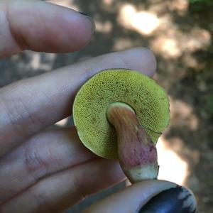 Red-cracked Bolete