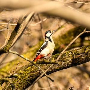 Great Spotted Woodpecker