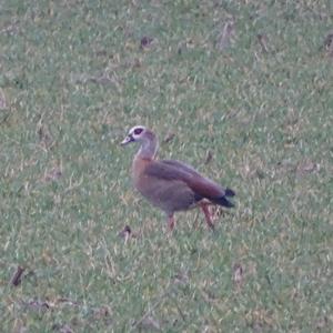 Nilgans