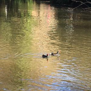 Common Moorhen