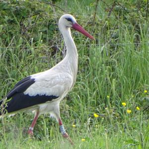 White Stork