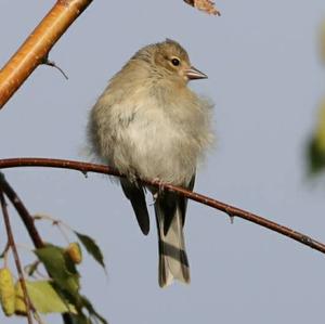 Eurasian Chaffinch