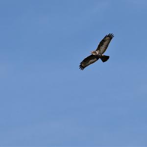 Common Buzzard