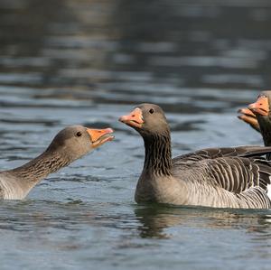 Greylag Goose