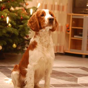 Spaniel (Welsh Springer)