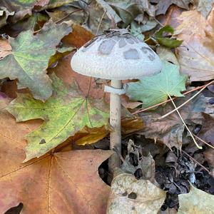 Parasol Mushroom