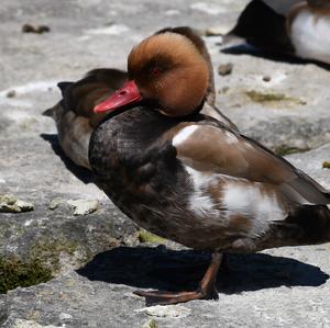 Red-crested Pochard