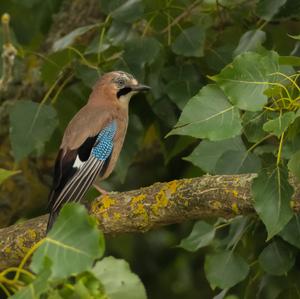 Eurasian Jay