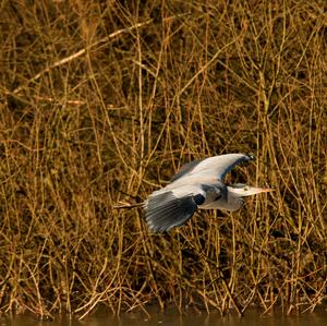 Grey Heron