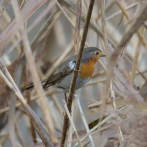 European Robin