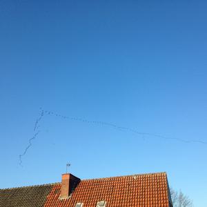 Greylag Goose