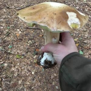 King Bolete