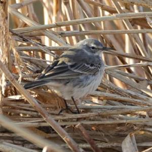 Water Pipit