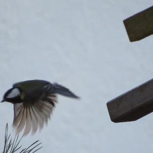 Great Tit