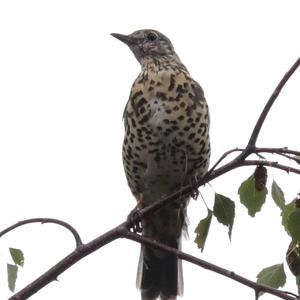 Mistle Thrush