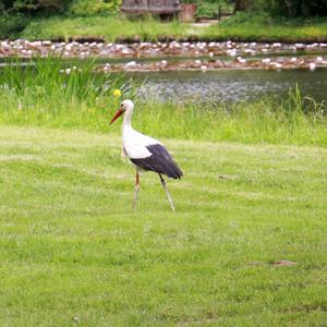 White Stork