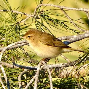 Common Chiffchaff