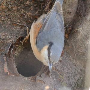 Wood Nuthatch