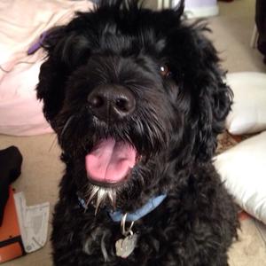 Portuguese Water Dog