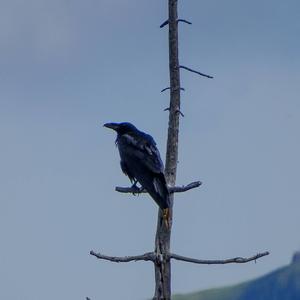 Common Raven