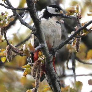 Great Spotted Woodpecker