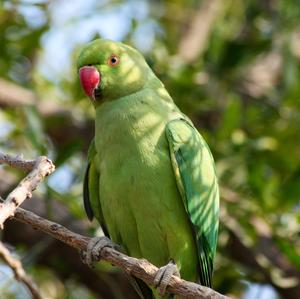 Rose-ringed Parakeet