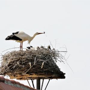 White Stork