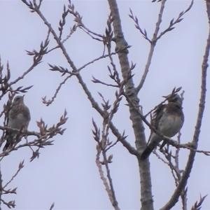 Fieldfare