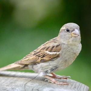 House Sparrow