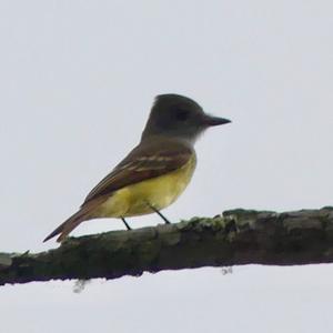 Great Crested Flycatcher