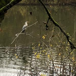 Grey Heron