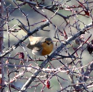 European Robin