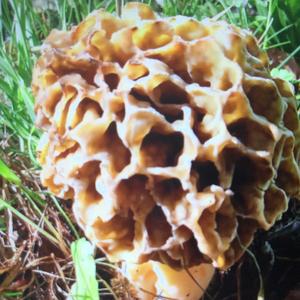 Yellow Morel