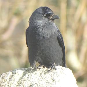 Eurasian Jackdaw