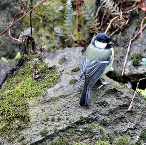 Great Tit