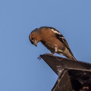 Eurasian Chaffinch