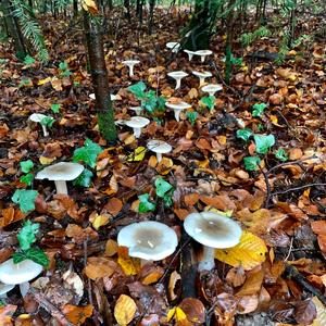 Cloudy Clitocybe