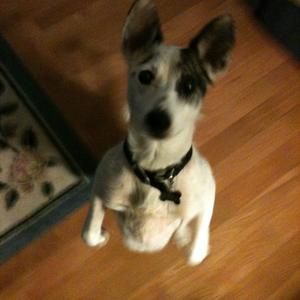Unknown Breed