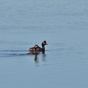 Black-necked Grebe