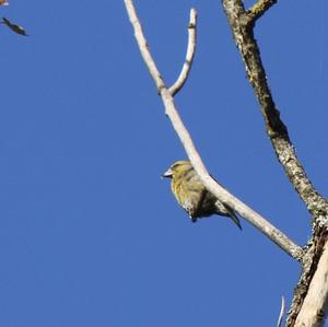 Red Crossbill