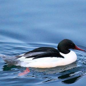 Common Merganser