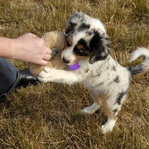 Australian Shepherd