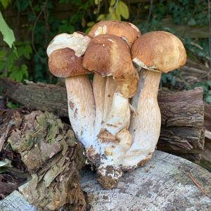 King Bolete