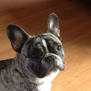 French Bulldog