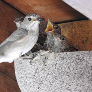 Spotted Flycatcher