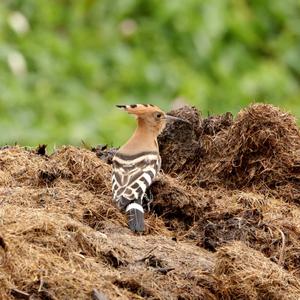 Eurasian Hoopoe