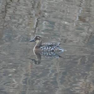 Garganey