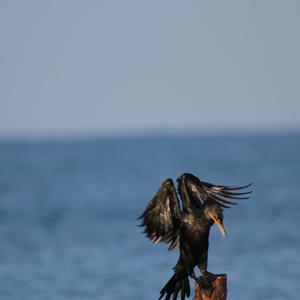 Double-crested Cormorant