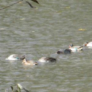 Common Teal